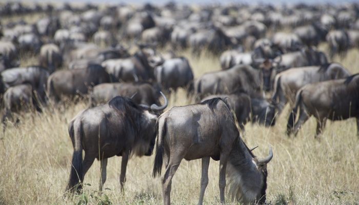 wildebeest