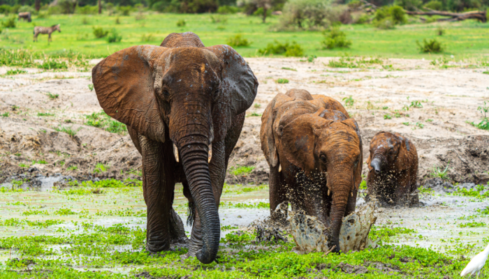 7 DAYS SAFARI TO TARANGIRE , LAKE MANYARA , NGORONGORO ,SERENGETI AND ZANZIBAR EXTENSION