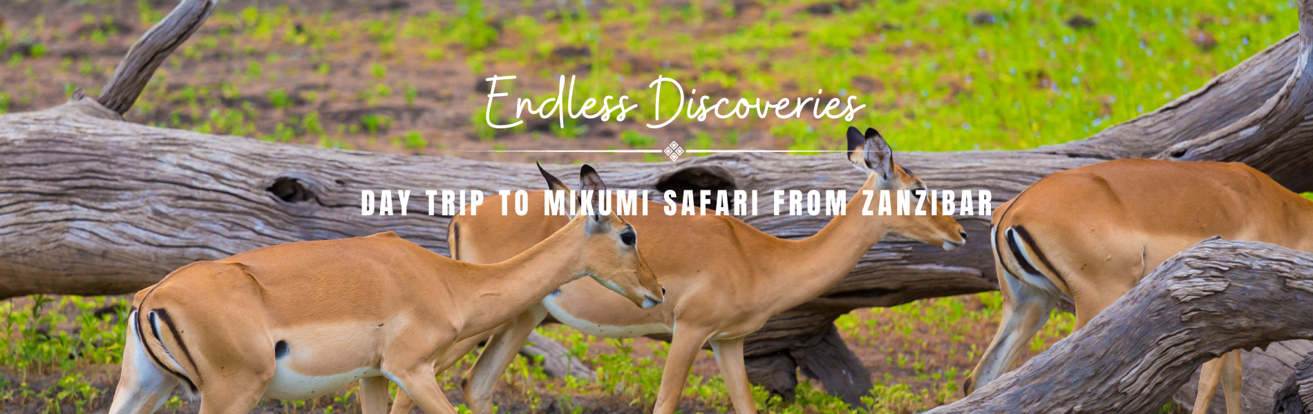 DAY TRIP TO MIKUMI SAFARI FROM ZANZIBAR